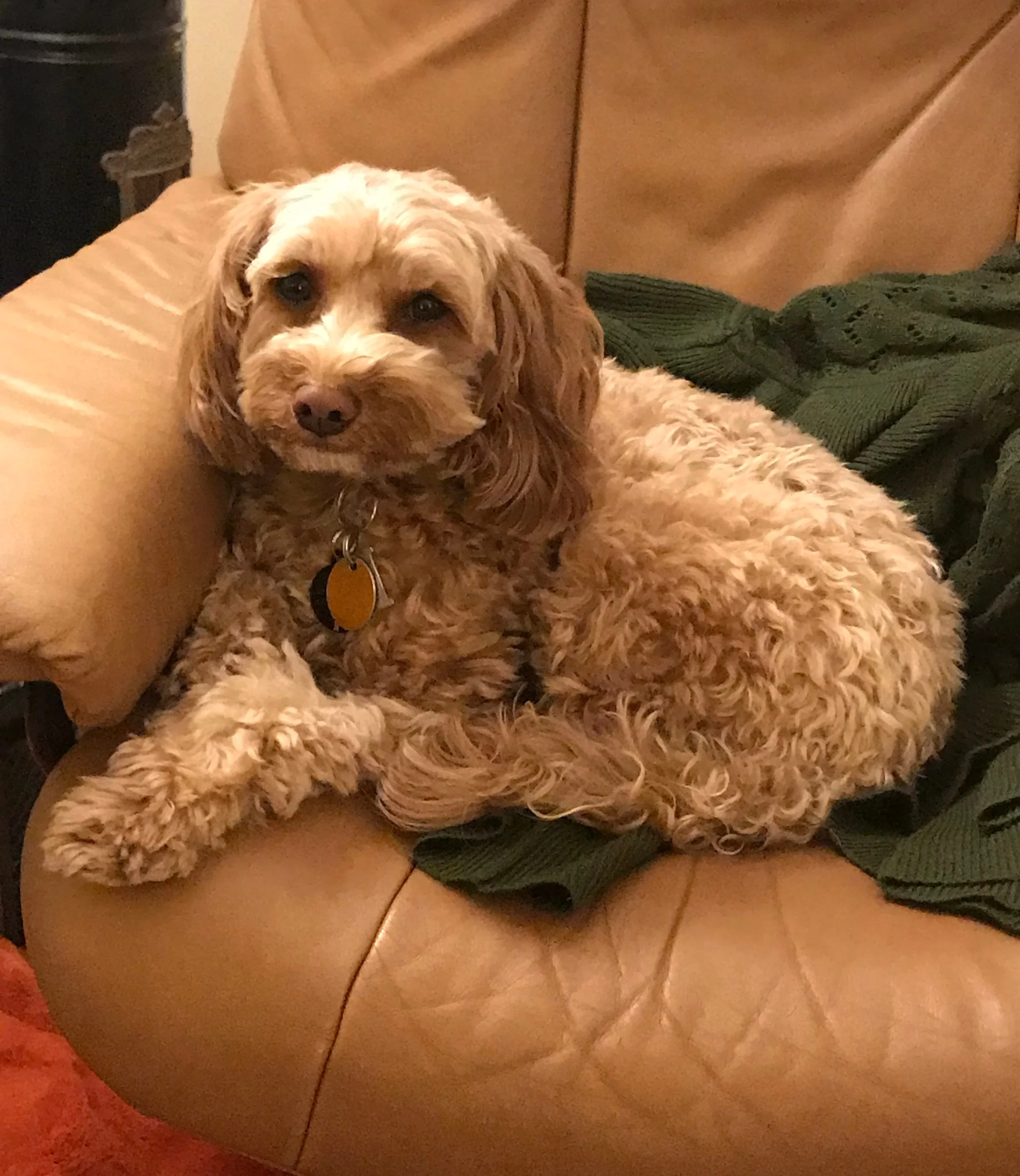 My dog Westie is happy to join appointments if you would enjoy his company!