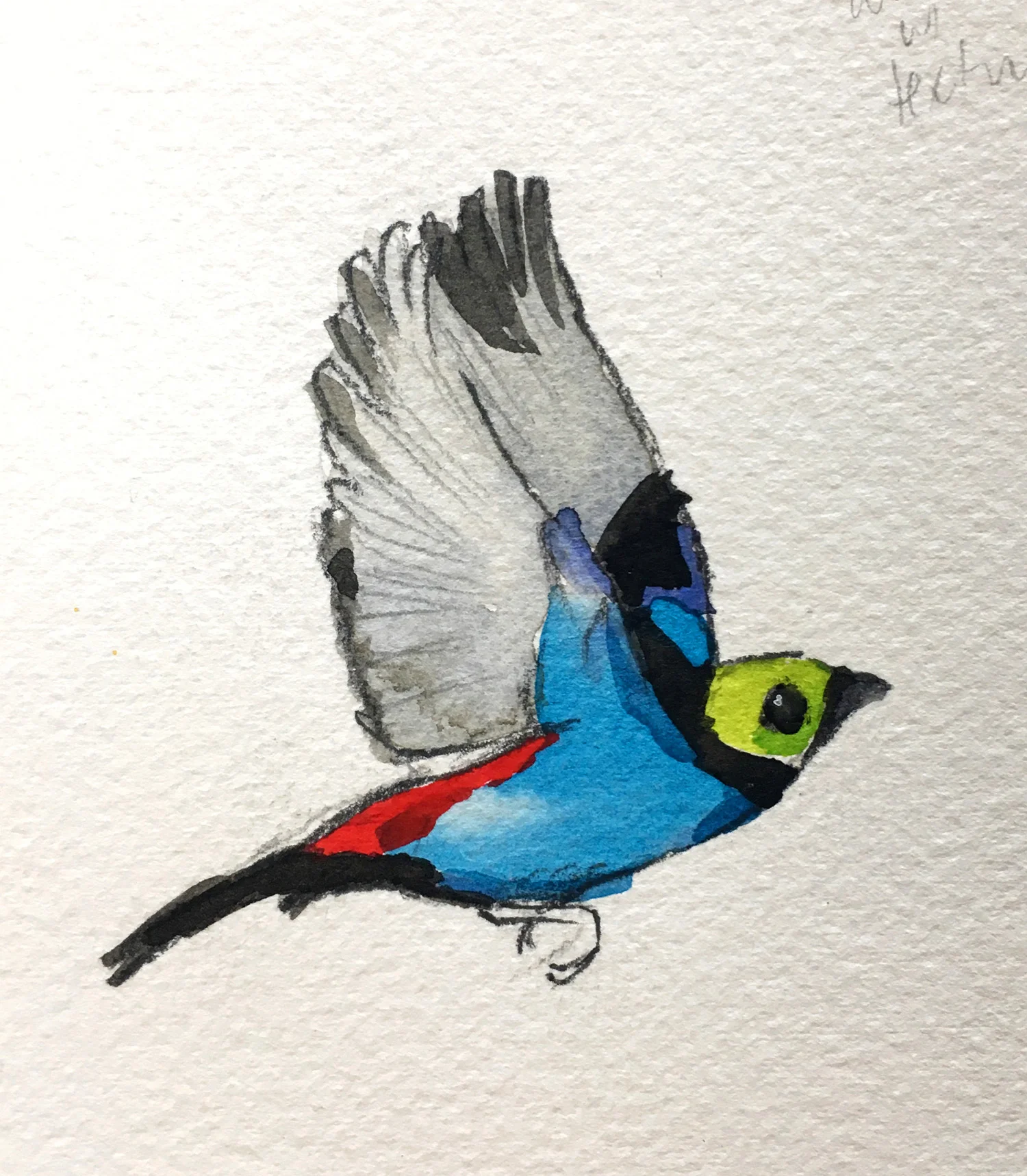 Saíra da Amazonia / Paradise Tanager