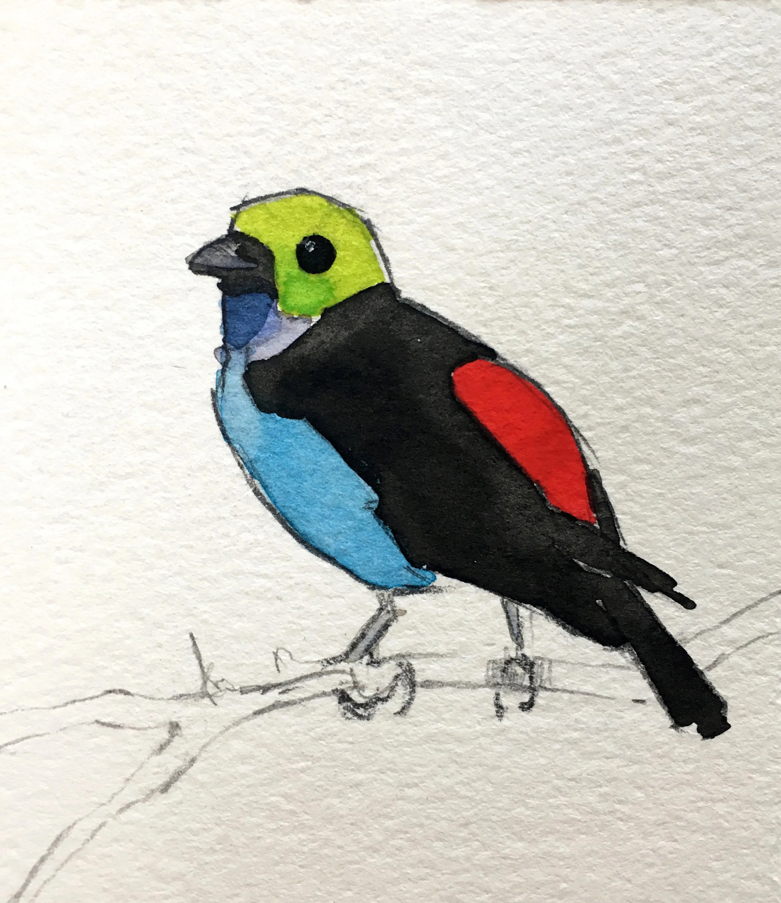 Saíra da Amazonia / Paradise Tanager