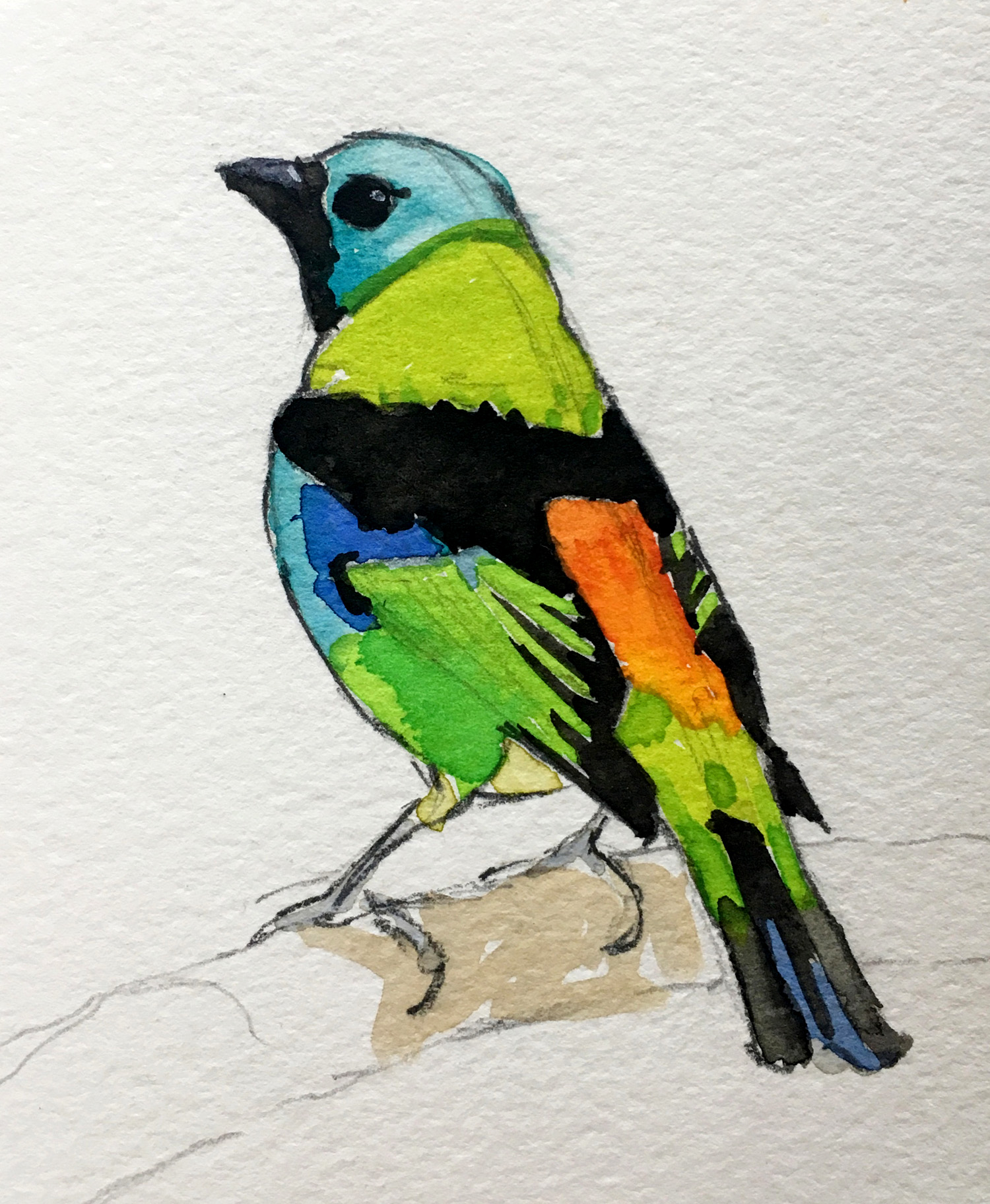 Blue Headed Tanager / Saíra Sete Cores