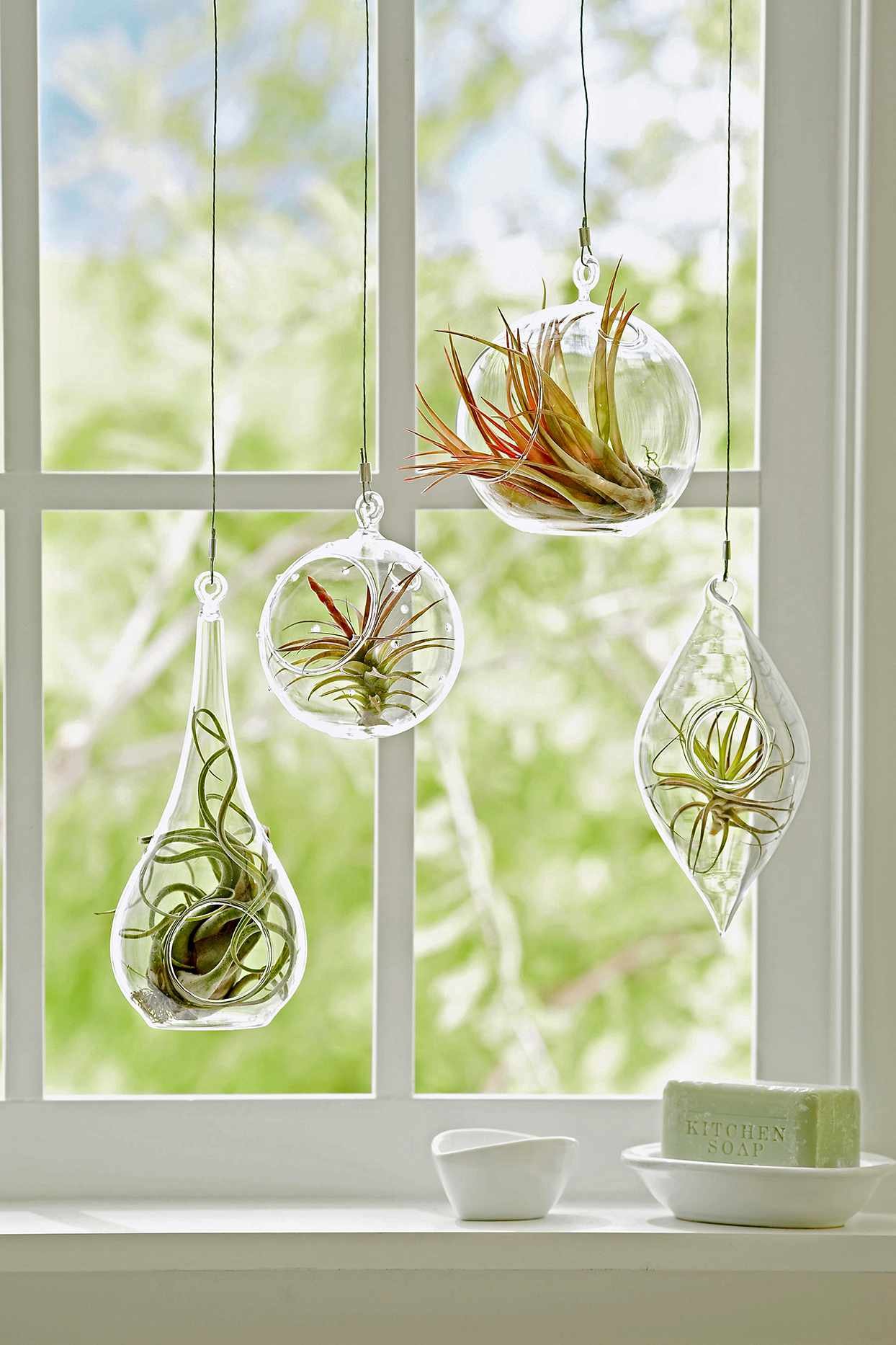 AIR PLANTS