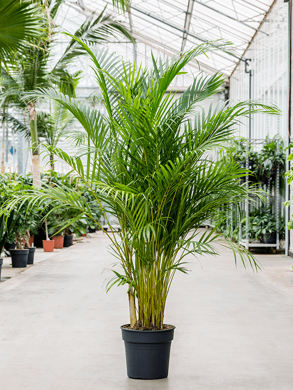 ARECA PALM