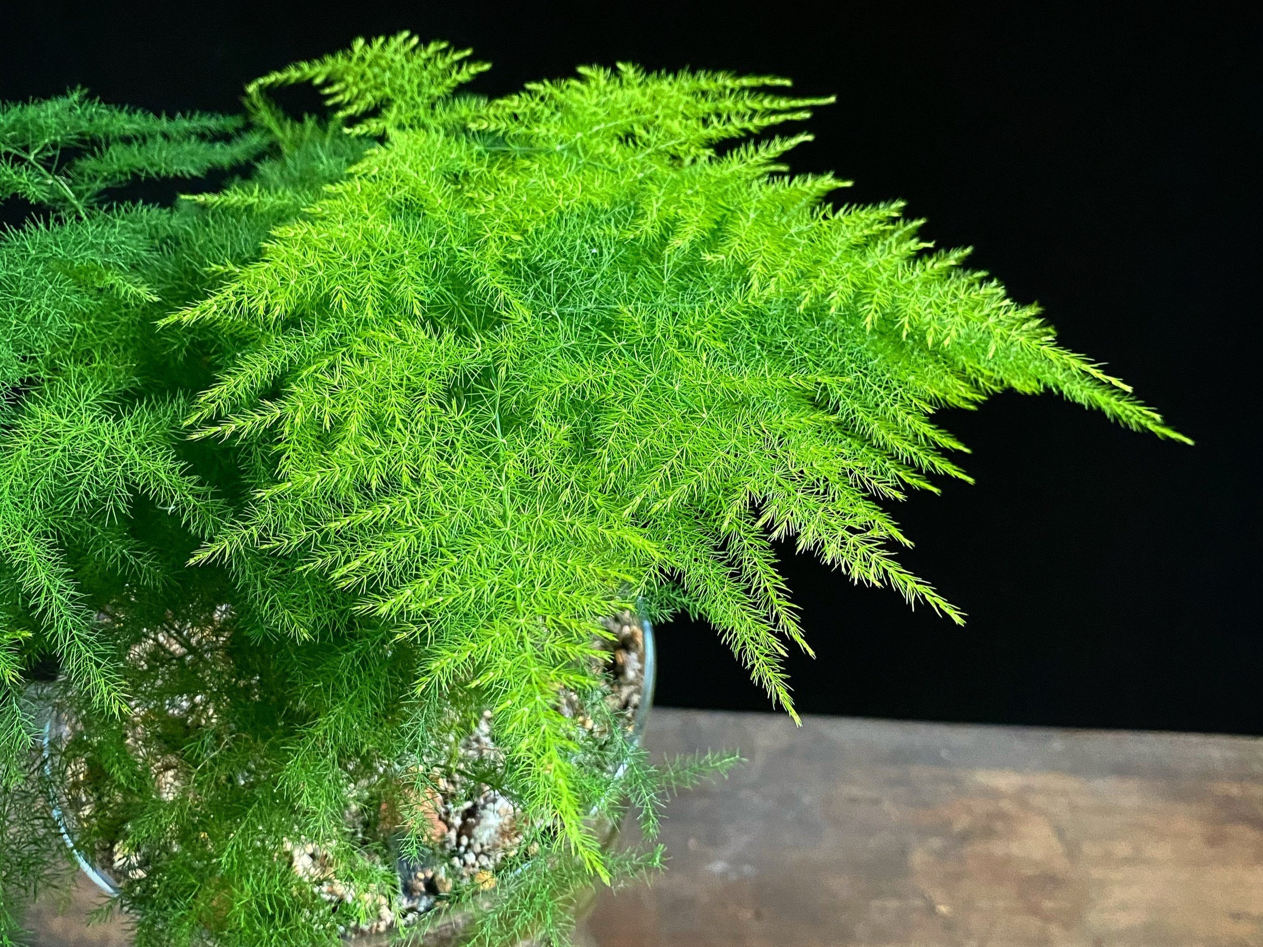 ASPARAGUS FERN