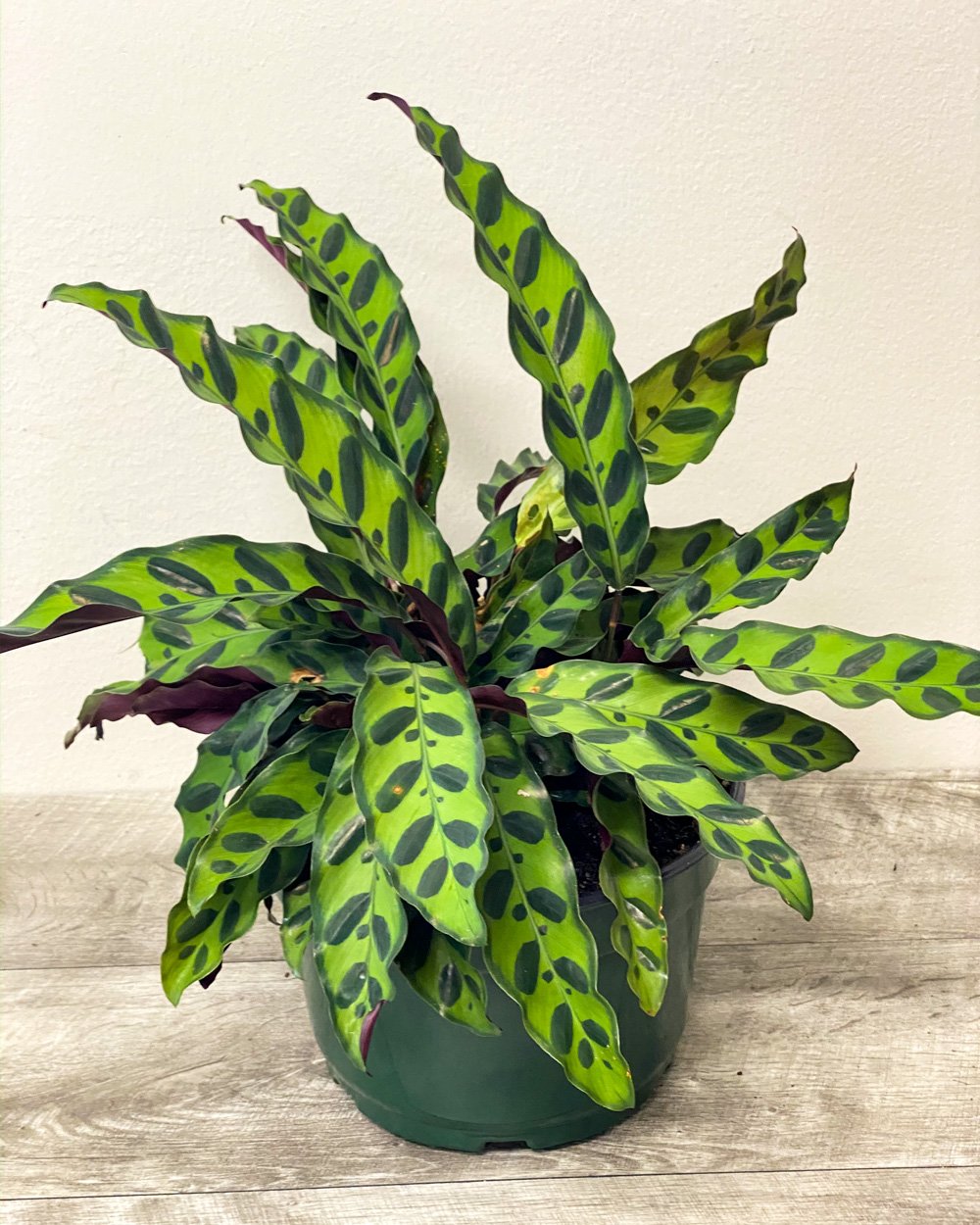 CALATHEA