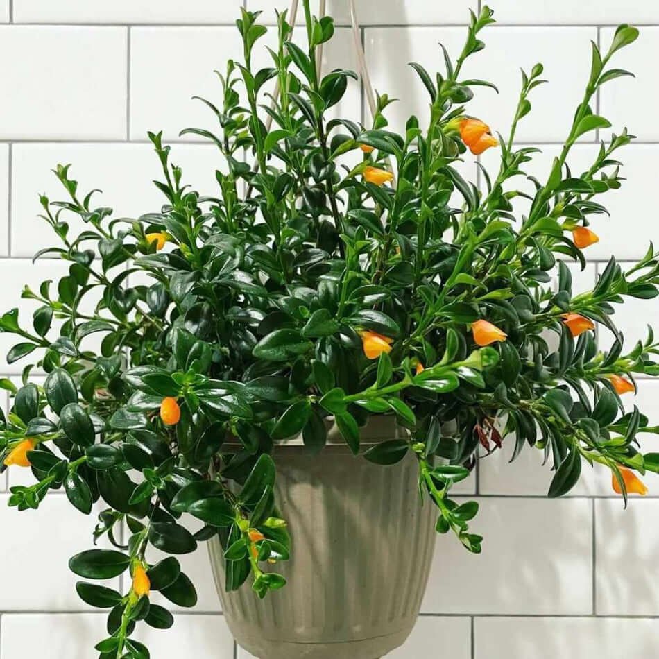 GOLDFISH PLANT