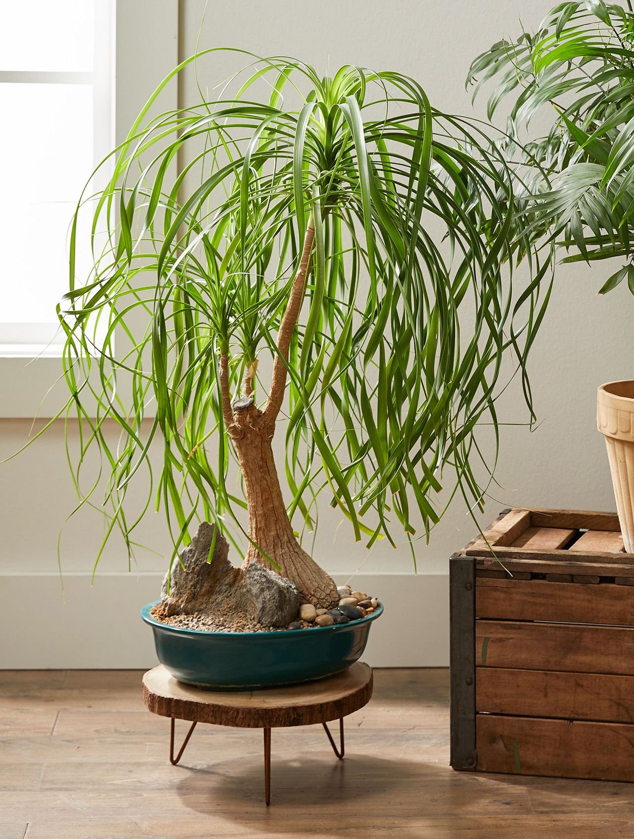 PONYTAIL PALM