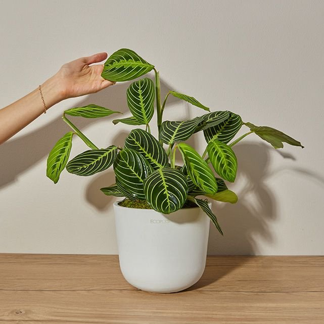 PRAYER PLANT