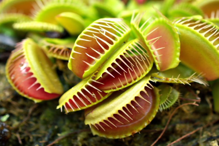 VENUS FLY TRAP