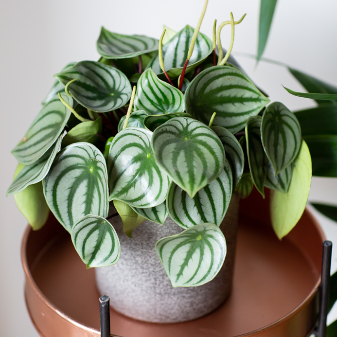 WATERMELON PEPEROMIA