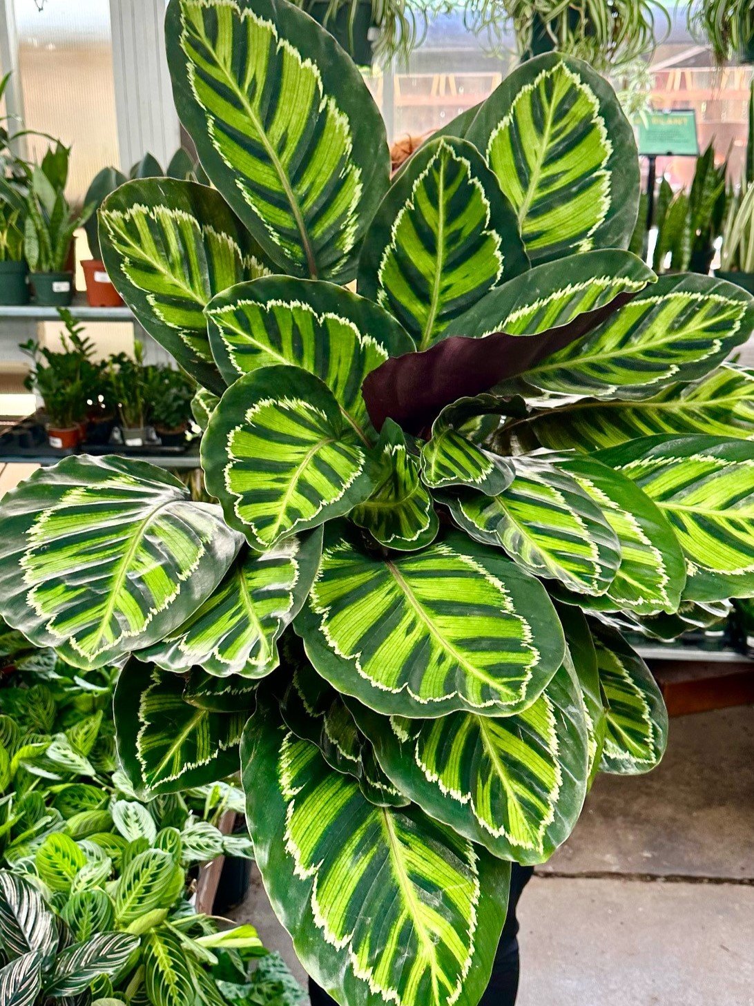 Aglaonema - cropped.jpg