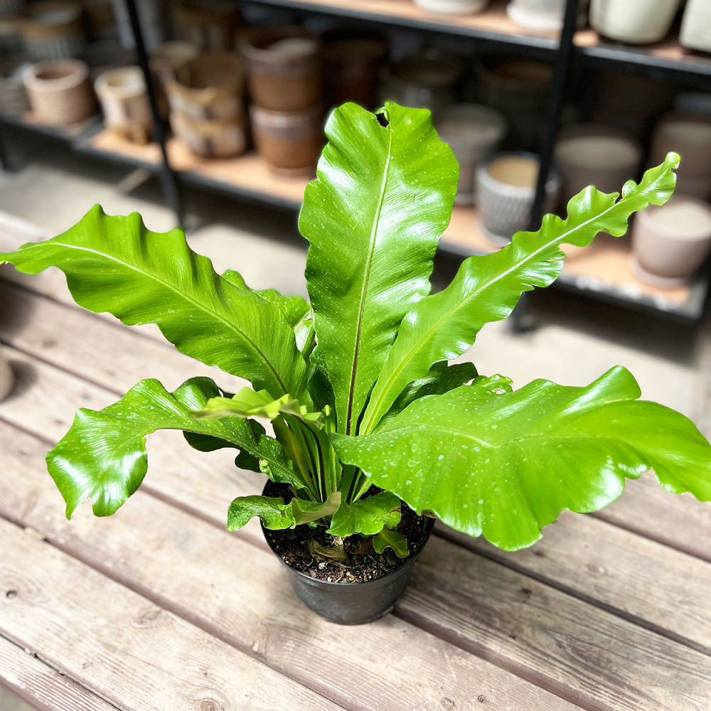 logan-s-doordash-logan-s-garden-shop