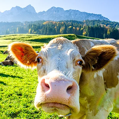 When Milk Doesn’t Do a Body Good: Calcium-Rich Alternatives for Strong Teeth and Bones