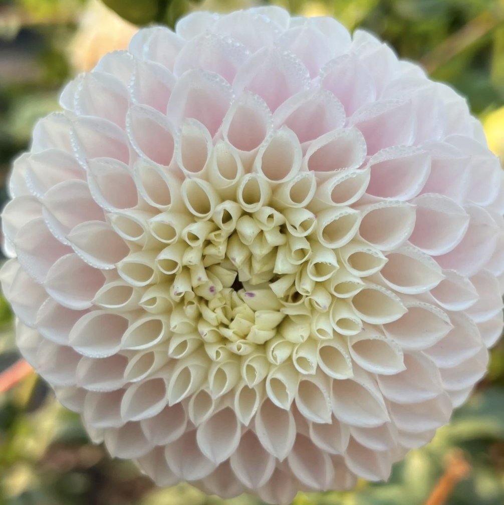 Pink Pearl