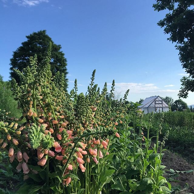 Absolutely epic foxglove harvest. We have thousands of stems. Totally worth the 365 day wait! If you need some of these in your life, check out the bouquet shop or contact us about wholesale delivery and shipping. 🎉🥳🎉
.
.
.
.
.
#foxglove #biennial
