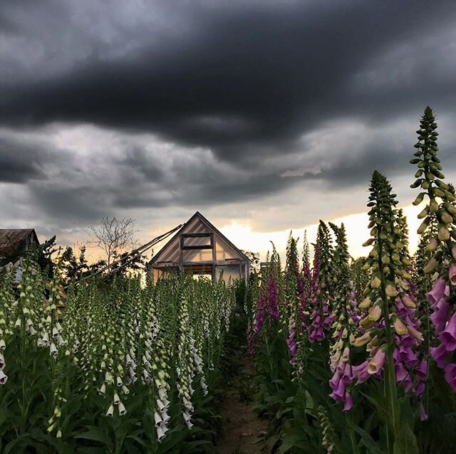 Here she comes. 🧚🏽&zwj;♀️☔️
.
.
.
.
#summer #rain #foxglove #flowers #flowerfarm #flowerfarmer #locallygrown #vermont