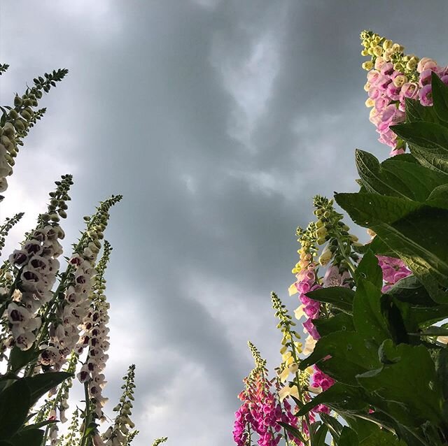 ✨Magic✨
Flower CSA Folks, prepare yourself for an incredible first bundle of blooms. .
.
.
.
#flowers #flowercsa #vermont #summer #foxglove #farmgrown #locallygrown #perennial #cutflowers #flowerfarm #flowerfarmer