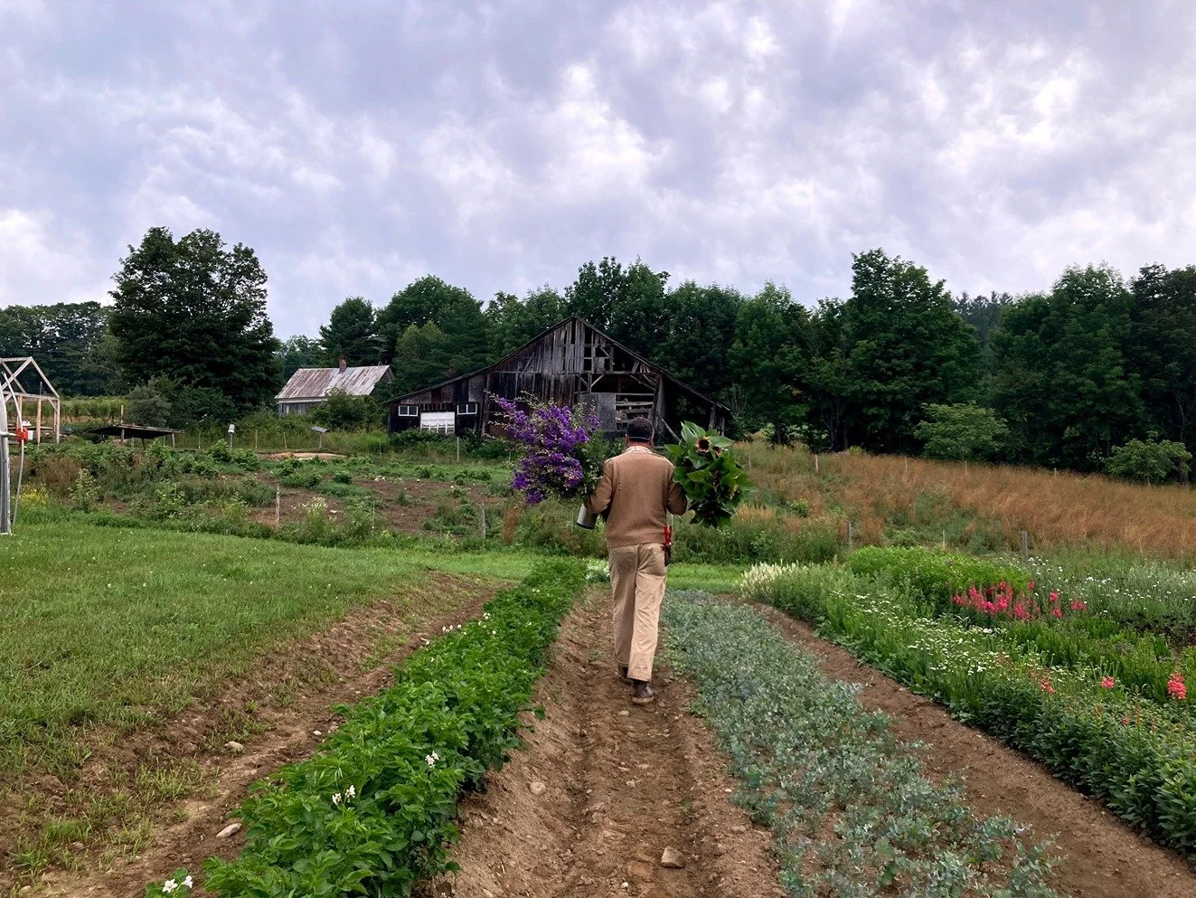 A man walking through a farm or garden, carrying a bouquet of purple flowers and sunflowers, with a rustic barn and trees in the background.