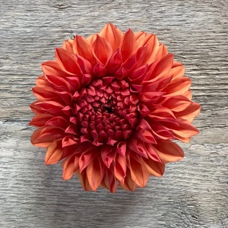 Orange Globe