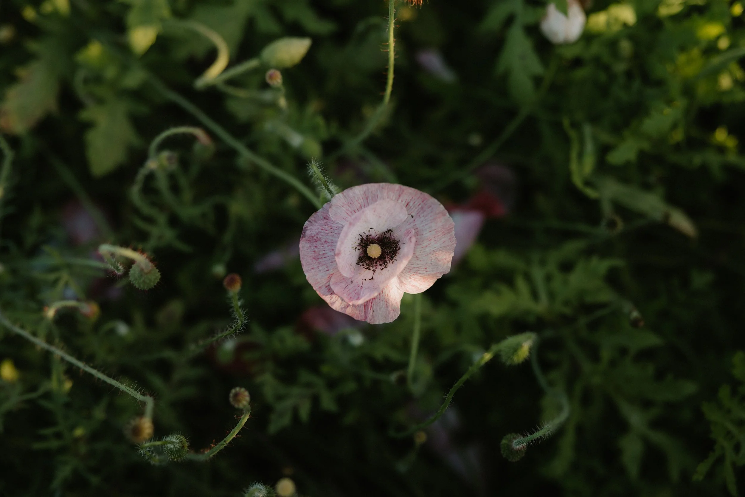 MoreyHillFarm-0510.jpg