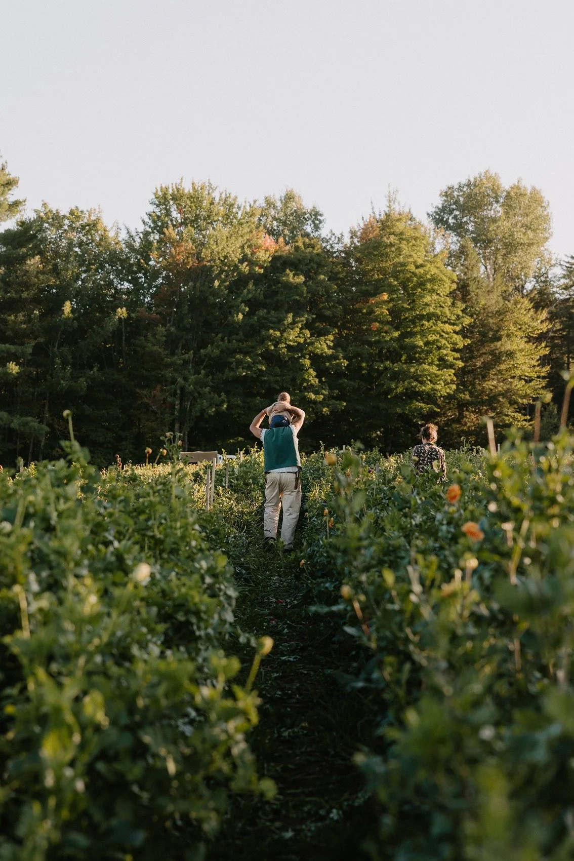 Family walking through a lush green farm or garden during sunset, with tall trees in the background and a clear sky.
