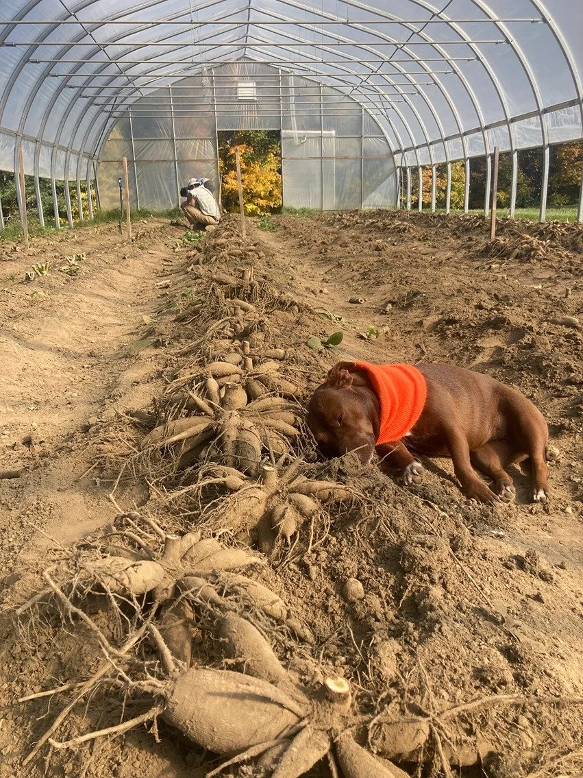 dog sleeping next to Morey HIll Farm Dahlia Tubers