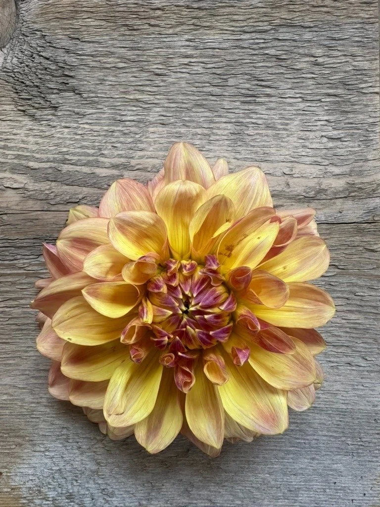 Wyn's New Pastel
