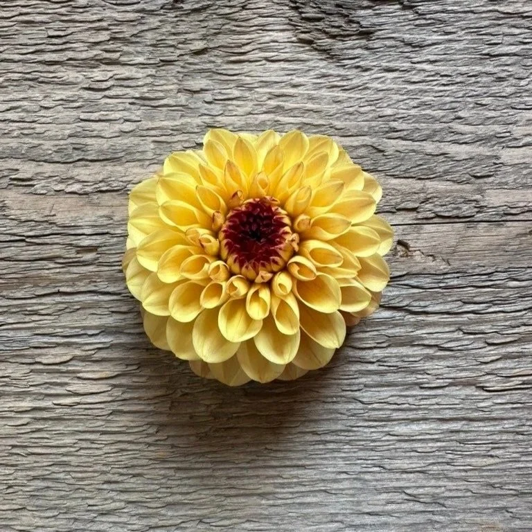 Wine Eyed Jill Yellow