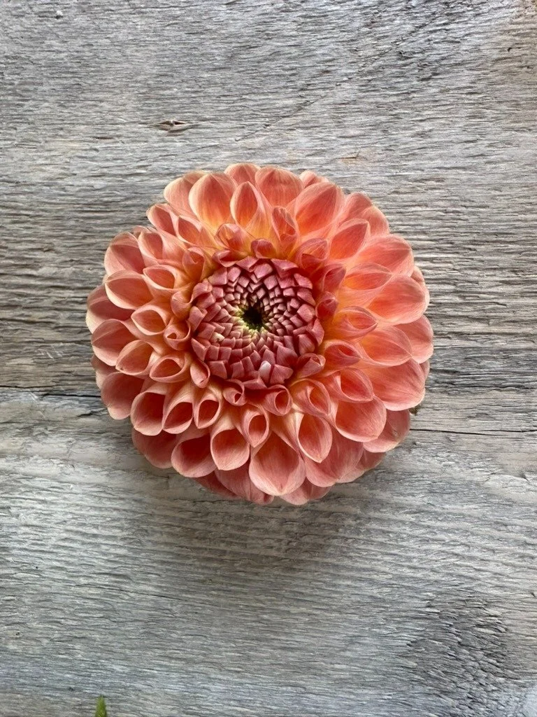 Clearview Peachy