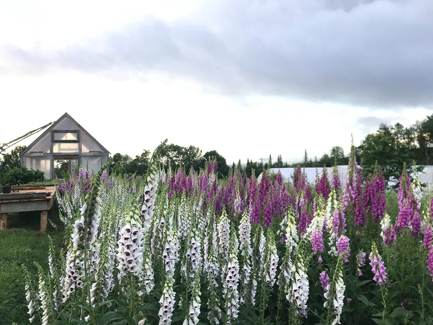 A garden filled with tall, colorful delphinium flowers in white, pink, and purple shades, with a small greenhouse and trees in the background under a cloudy sky.