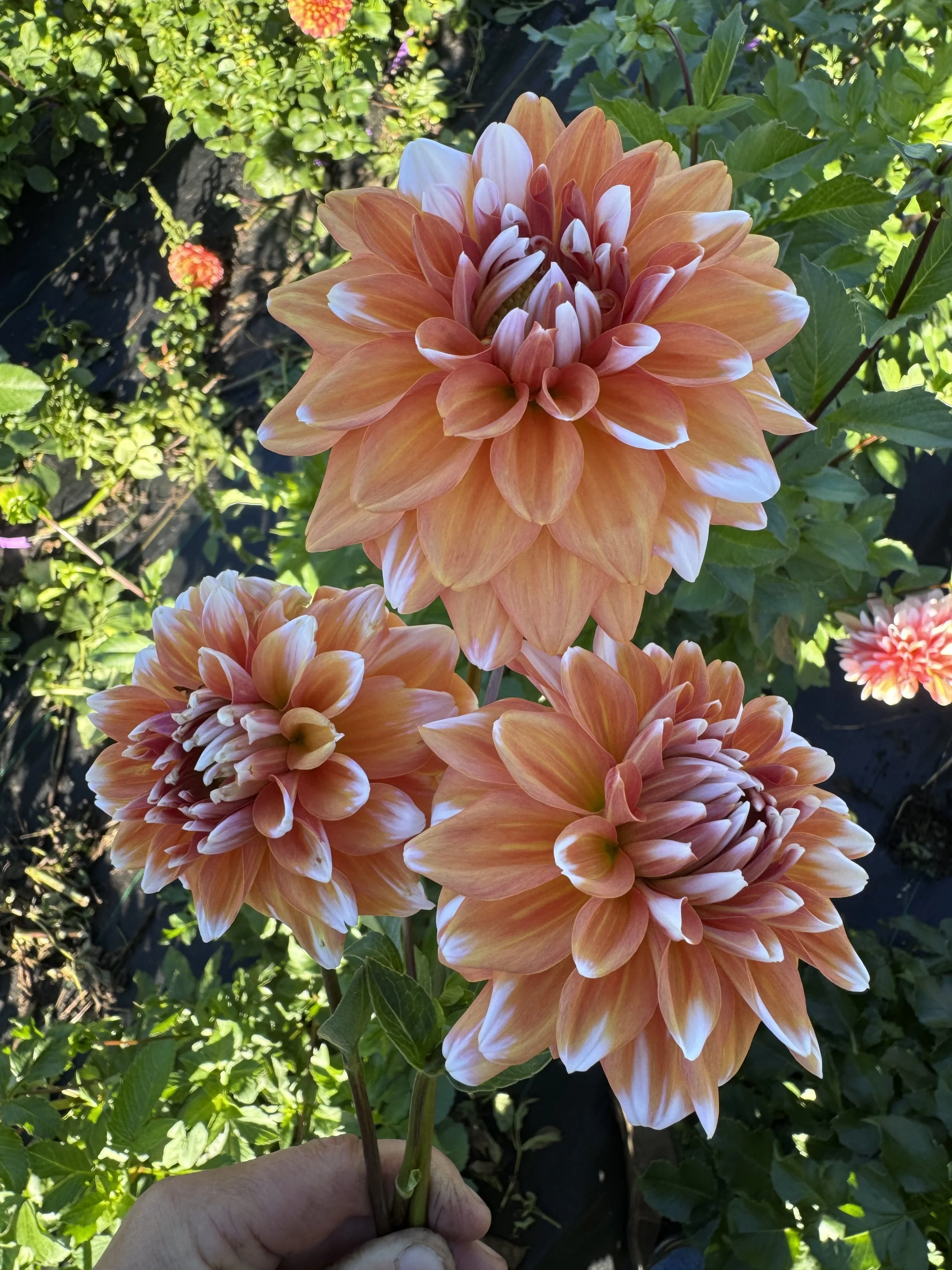 IMG_3065.jpeg