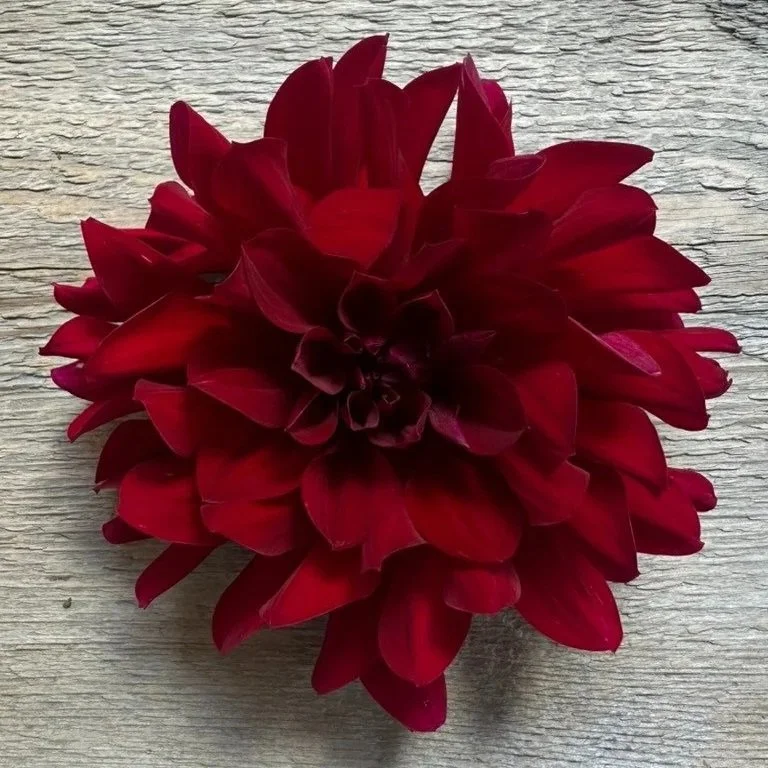 Holly Hill Black Beauty