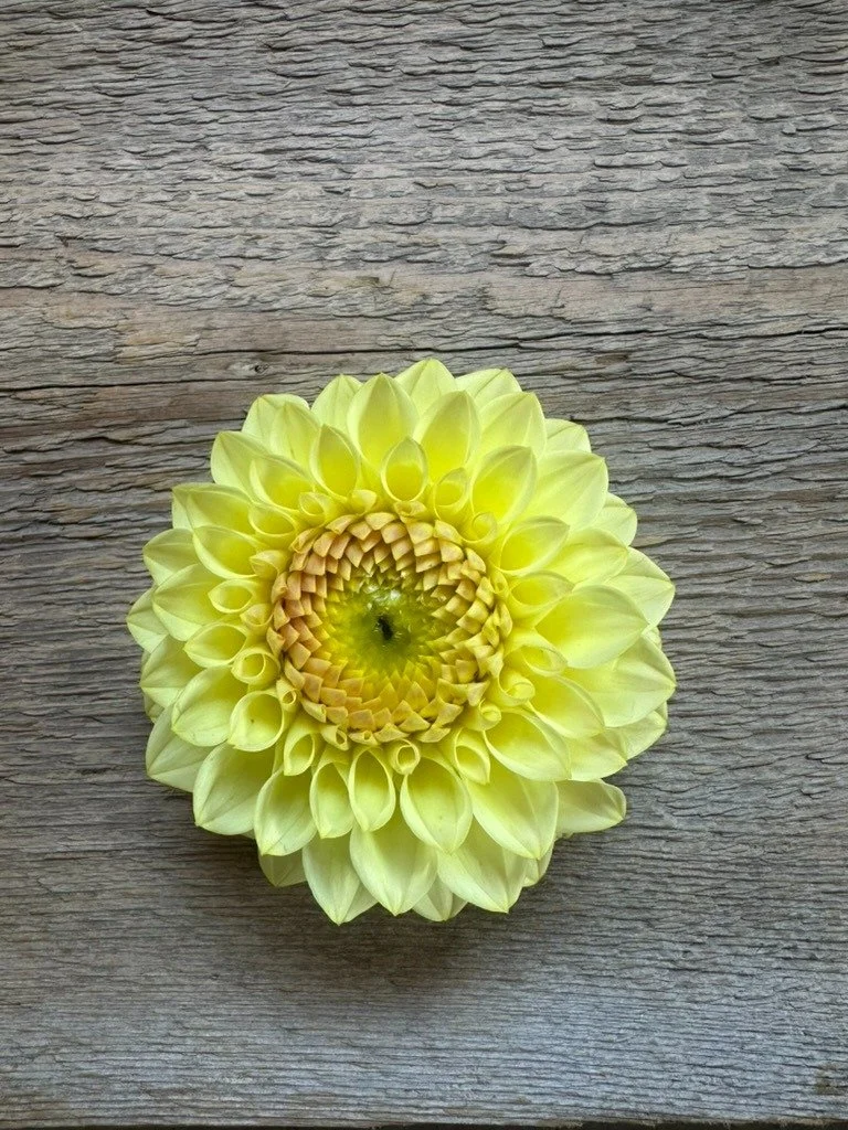 Winholme Diane