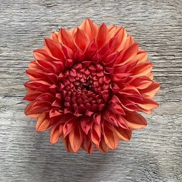 Orange%2BGlobe.jpg