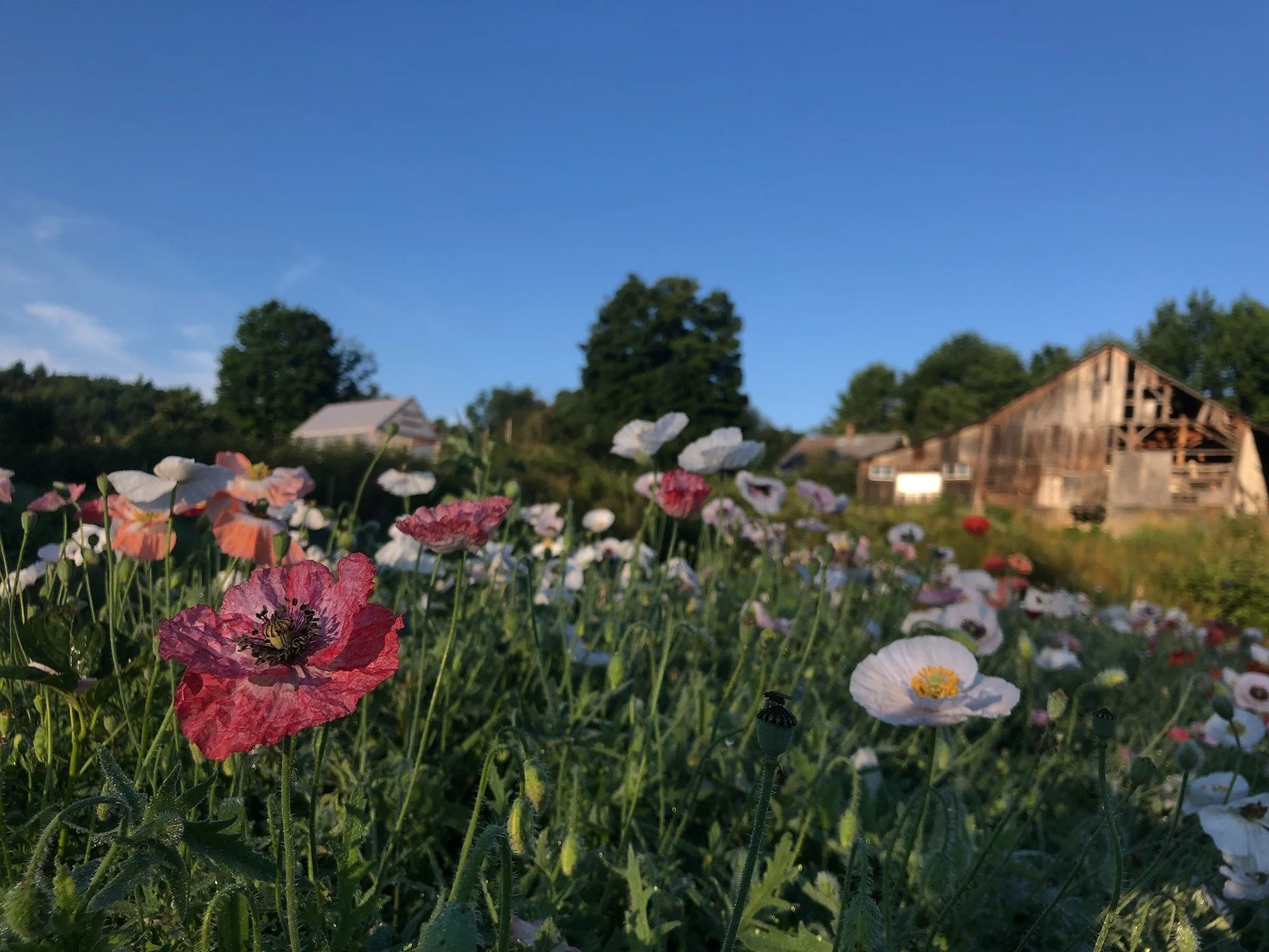 A field of poppies with a farm in the background under a clear blue sky.