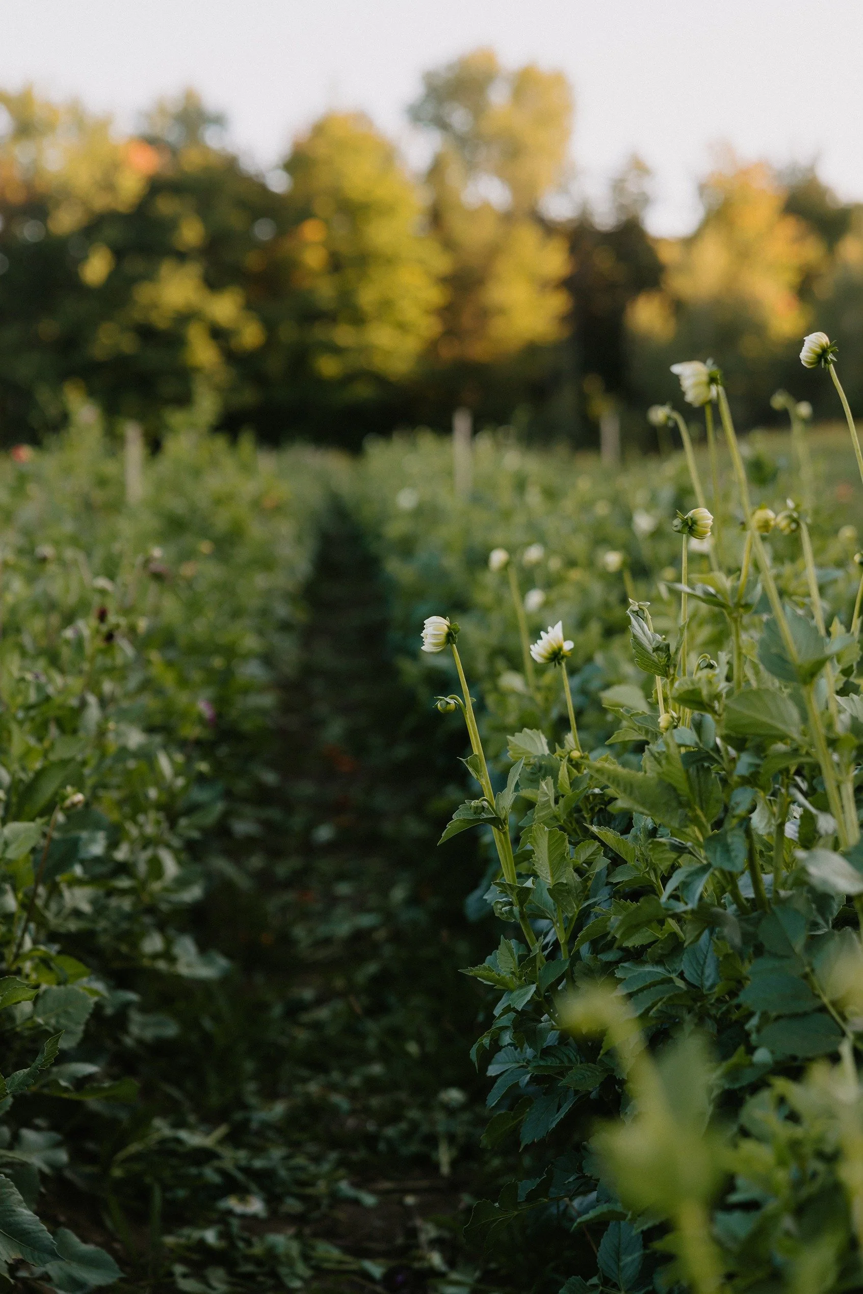 Rows of flowering dahlia tubers with white blooms in a garden, with trees in the background during dusk.