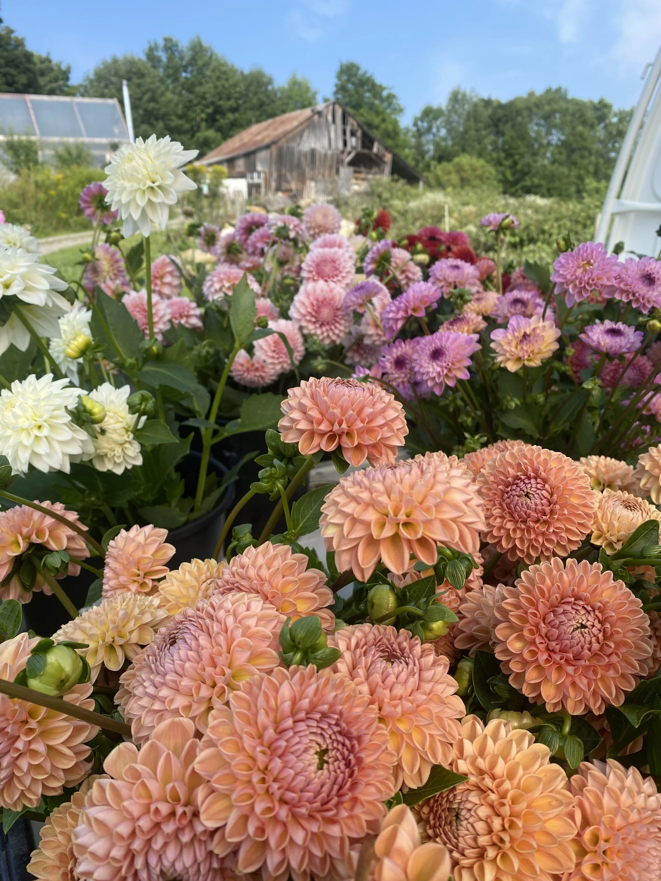 barn and dahlia.jpg