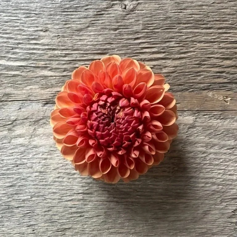 Valley Tawny