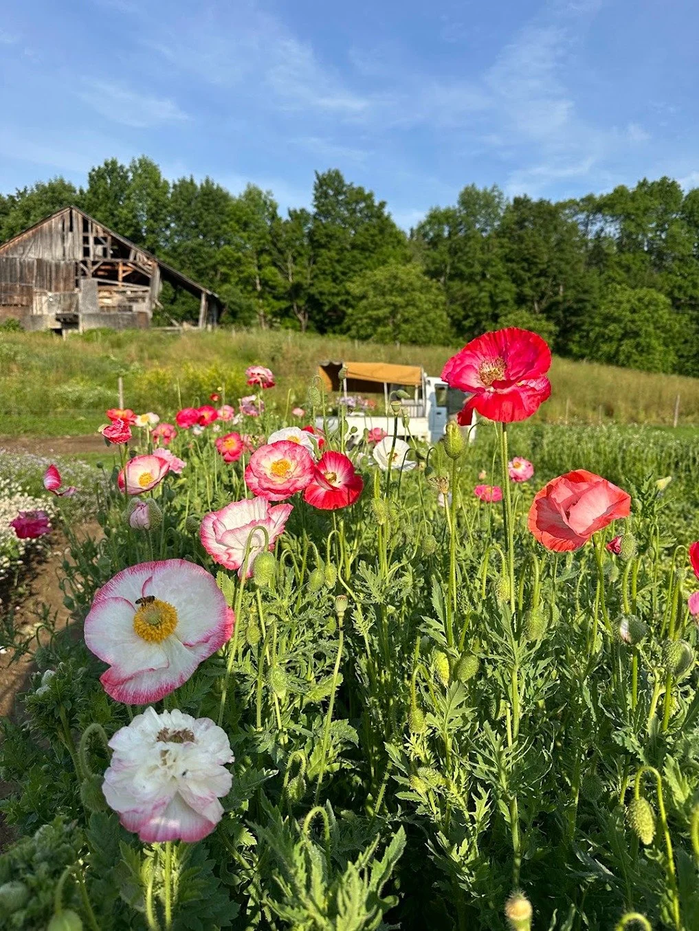 Pink flowers beside a historic farm barn