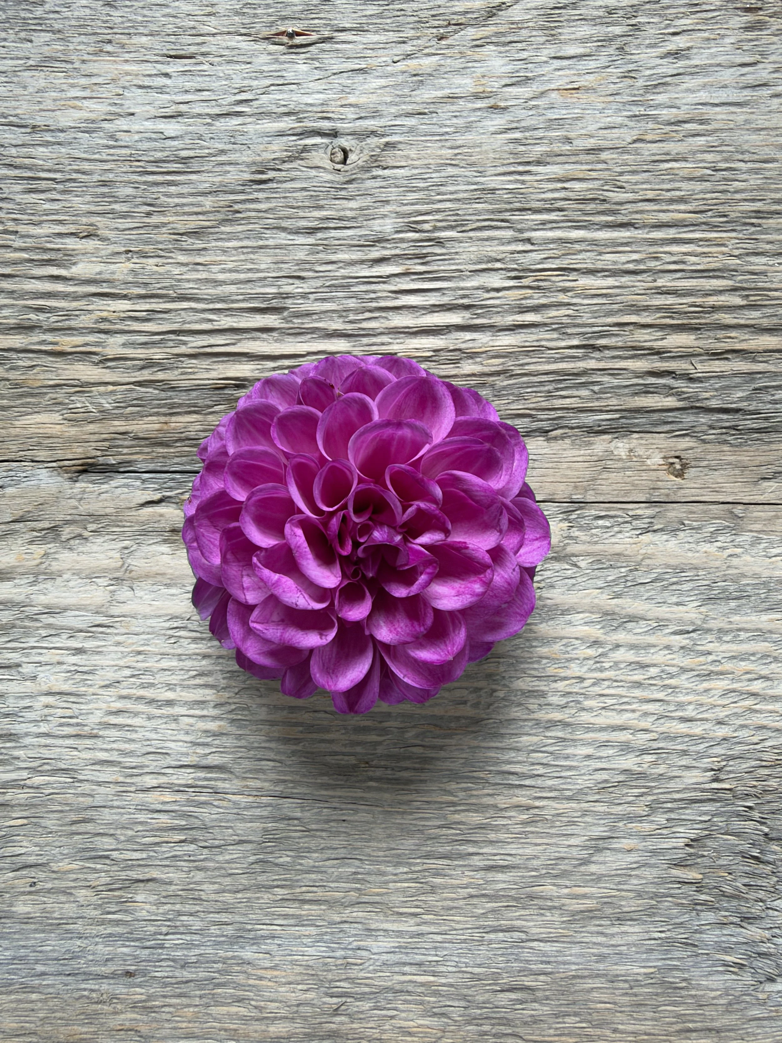 Robann Royal