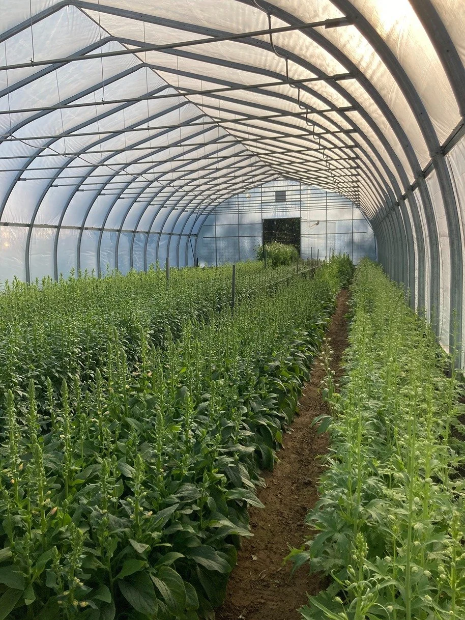 Inside a greenhouse filled with rows of green plants growing in soil.