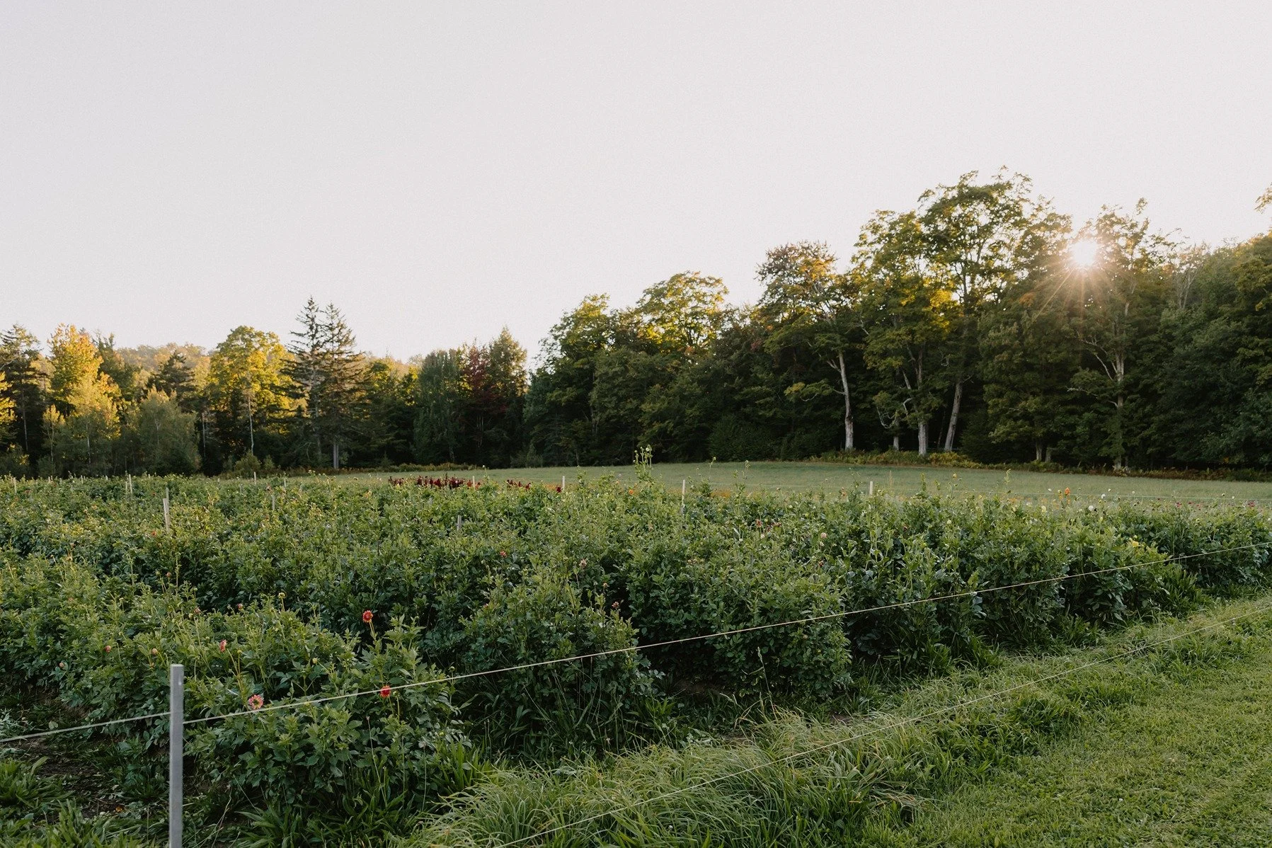 MoreyHillFarm-0548.jpg
