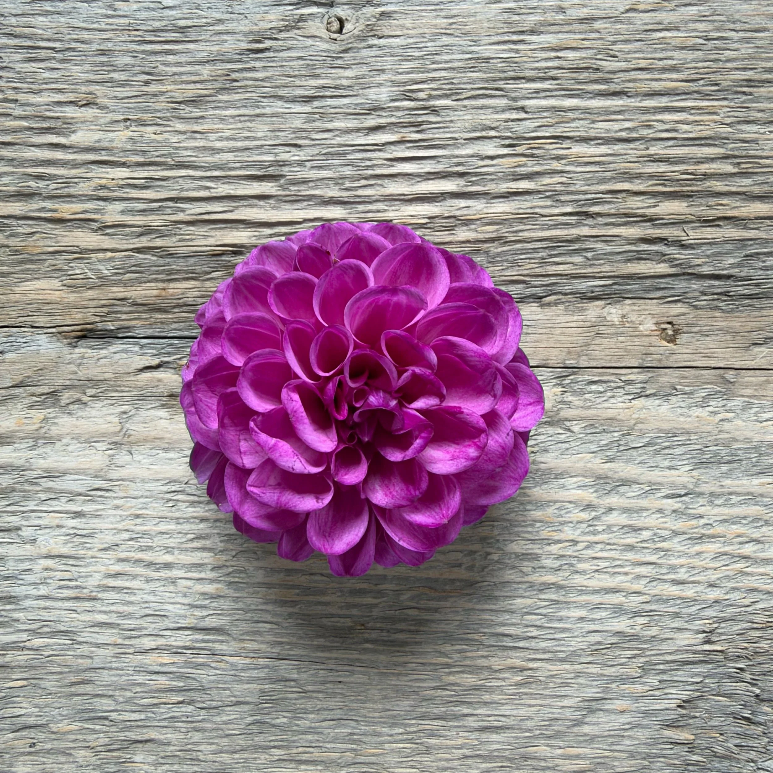 robann+royal+copy+2.jpg