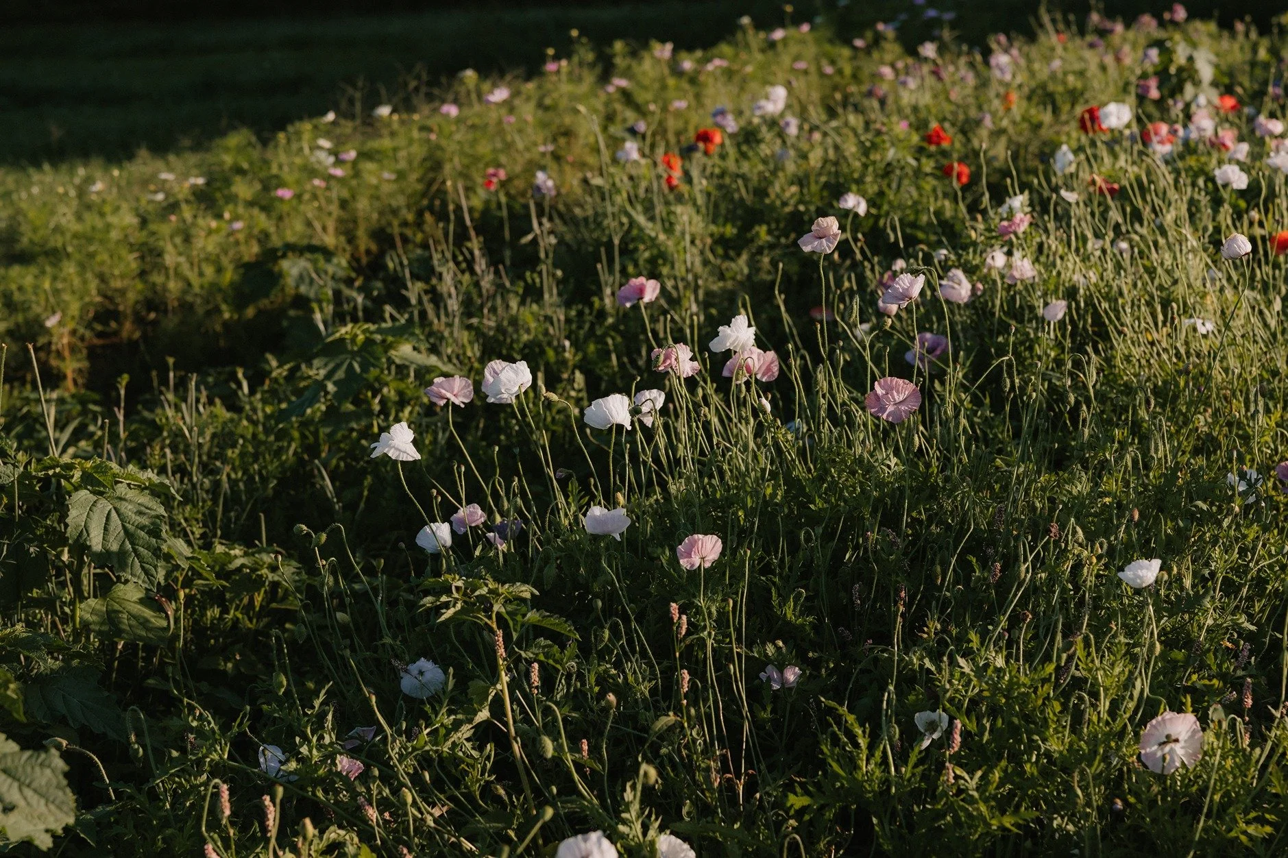 MoreyHillFarm-0508.jpg