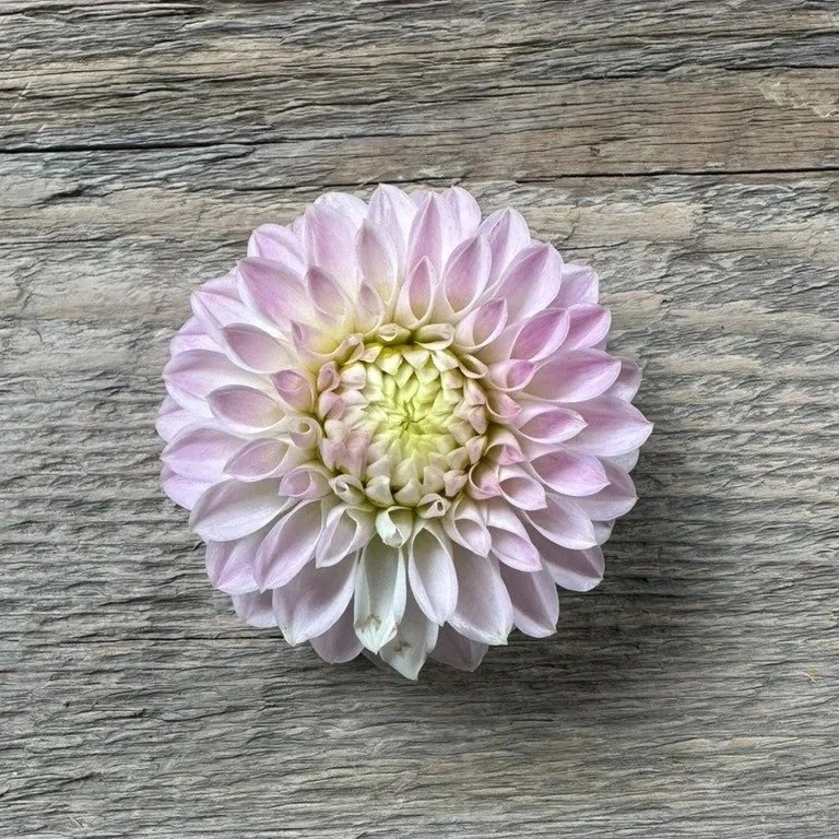 Tahoma Kelli