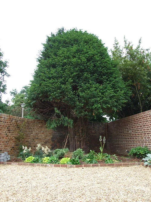Garden 2.jpg