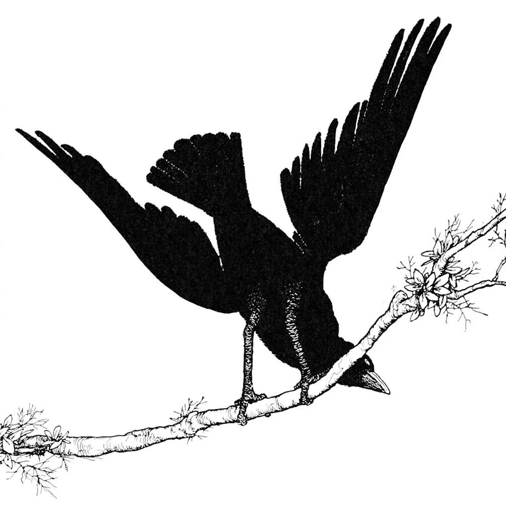Public Domain Image “FLAPPED BLACK WINGS” by William Heath Robinson from Hans Andersen's Fairy Tales, 1917.