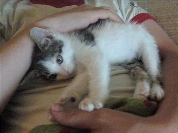 Lentils Hugsalot.jpg