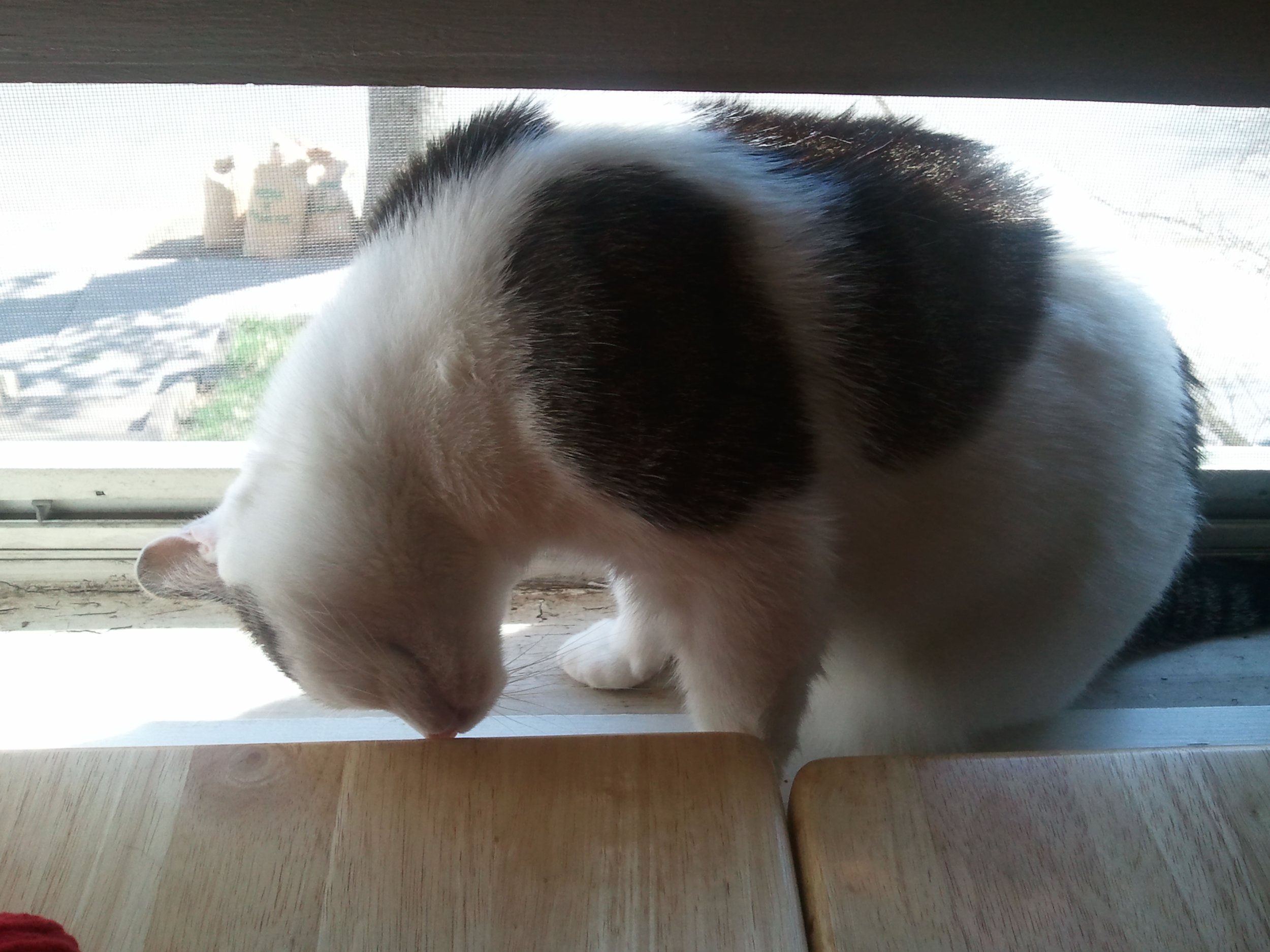 Lentils in the window.jpg