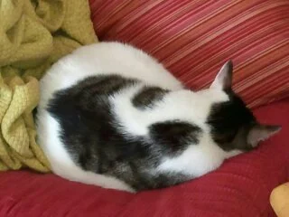 Lentils Napping.jpg
