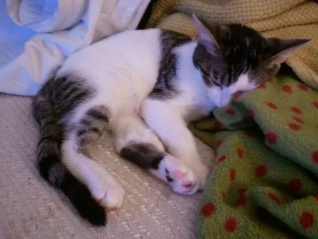 Lentils naps.jpg